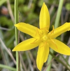 Hypoxis hygrometrica var. hygrometrica (Golden Weather-grass) at Paddys River, ACT - 21 Jan 2023 by JaneR