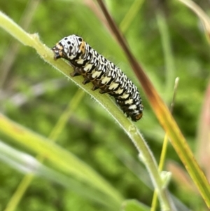 Phalaenoides tristifica at Paddys River, ACT - 21 Jan 2023