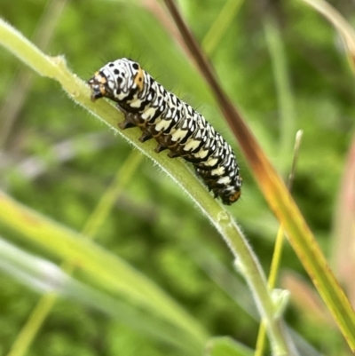 Phalaenoides tristifica (Willow-herb Day-moth) at Gibraltar Pines - 21 Jan 2023 by JaneR