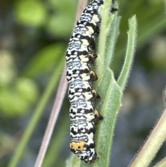 Phalaenoides tristifica at Paddys River, ACT - 21 Jan 2023