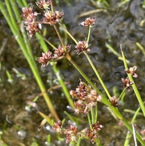 Juncus articulatus at Paddys River, ACT - 21 Jan 2023