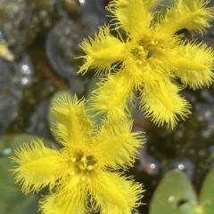 Nymphoides geminata (Entire Marshwort) at Gibraltar Pines - 21 Jan 2023 by JaneR