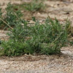 Spergularia rubra at Fyshwick, ACT - 21 Jan 2023 by RodDeb