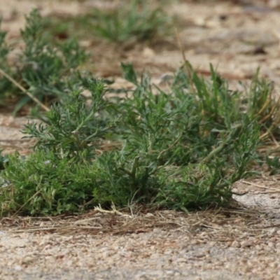 Spergularia rubra at Fyshwick, ACT - 21 Jan 2023 by RodDeb