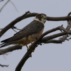 Falco longipennis (Australian Hobby) at Jerrabomberra Wetlands - 21 Jan 2023 by RodDeb