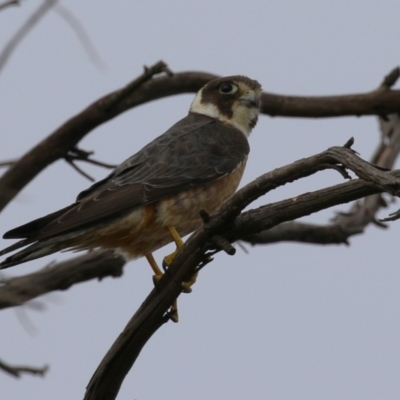 Falco longipennis (Australian Hobby) at Jerrabomberra Wetlands - 21 Jan 2023 by RodDeb
