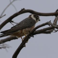 Falco longipennis at Fyshwick, ACT - 21 Jan 2023