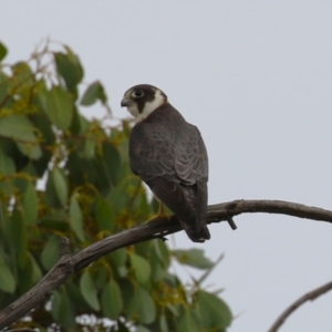 Falco longipennis at Fyshwick, ACT - 21 Jan 2023