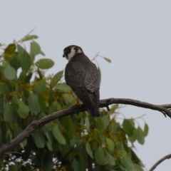Falco longipennis at Fyshwick, ACT - 21 Jan 2023