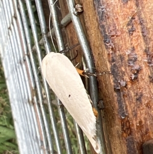 Maroga melanostigma at Holt, ACT - suppressed