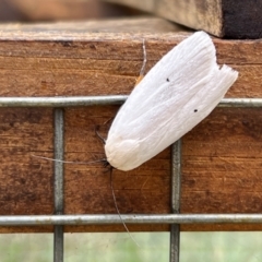 Maroga melanostigma at Holt, ACT - suppressed