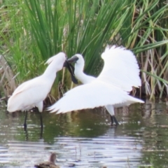 Platalea regia (Royal Spoonbill) at Fyshwick, ACT - 21 Jan 2023 by RodDeb