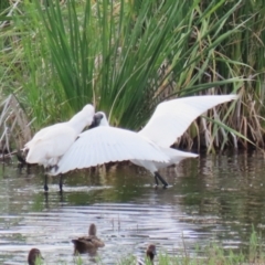 Platalea regia at Fyshwick, ACT - 21 Jan 2023