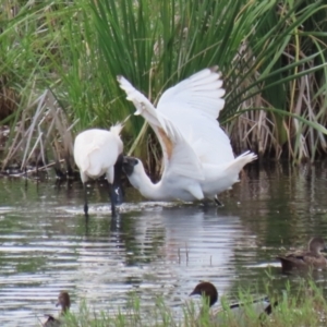 Platalea regia at Fyshwick, ACT - 21 Jan 2023 06:42 PM