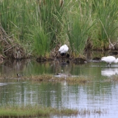 Platalea regia at Fyshwick, ACT - 21 Jan 2023 06:42 PM