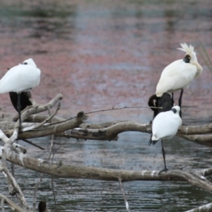 Platalea regia at Fyshwick, ACT - 21 Jan 2023 06:42 PM