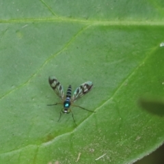 Heteropsilopus ingenuus (A long-legged fly) at Kaleen, ACT - 19 Jan 2023 by Tammy