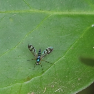 Heteropsilopus ingenuus at Kaleen, ACT - 19 Jan 2023 12:20 PM