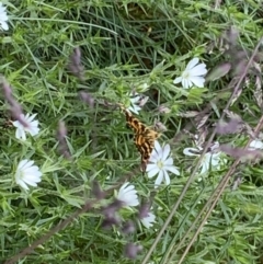 Chrysolarentia chrysocyma (Small Radiating Carpet) at Bimberi Nature Reserve - 21 Jan 2023 by JohnnyBoyACT