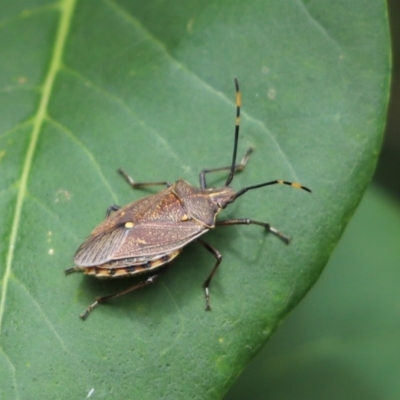 Omyta centrolineata (Centreline Shield Bug) at Kaleen, ACT - 19 Jan 2023 by Tammy