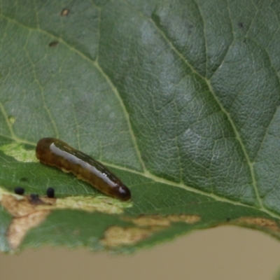 Caliroa cerasi (Cherry Slug Sawfly, Pear and Cherry Slug, Pear and Cherry Sawfly) at Kaleen, ACT - 19 Jan 2023 by Tammy