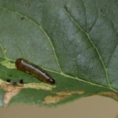 Caliroa cerasi (Pear and cherry slug) at Kaleen, ACT - 19 Jan 2023 by Tammy