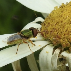 Odontomyia hunteri at Burradoo, NSW - suppressed