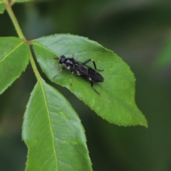 Exaireta spinigera (Garden Soldier Fly) at Kaleen, ACT - 19 Jan 2023 by Tammy