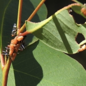 Eurymeloides bicincta at Wingello, NSW - 9 Jan 2023