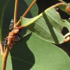 Eurymeloides bicincta (Gumtree hopper) at Wingello - 8 Jan 2023 by GlossyGal
