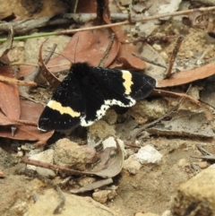 Eutrichopidia latinus (Yellow-banded Day-moth) at Mittagong, NSW - 20 Jan 2023 by GlossyGal