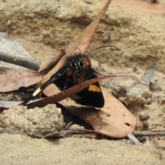 Eutrichopidia latinus at Mittagong, NSW - 21 Jan 2023