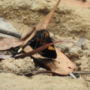 Eutrichopidia latinus at Mittagong, NSW - 21 Jan 2023 10:59 AM