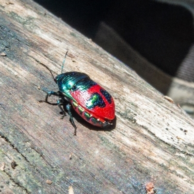 Choerocoris paganus (Ground shield bug) at Black Mountain - 21 Jan 2023 by Philip