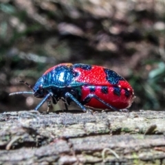 Choerocoris paganus at Acton, ACT - 21 Jan 2023 12:54 PM