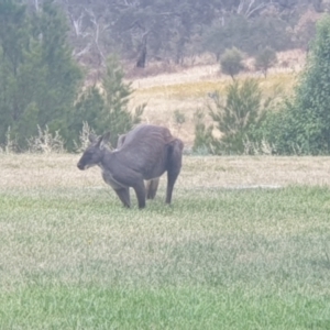 Osphranter robustus robustus at Williamsdale, NSW - 14 Jan 2023 05:14 PM