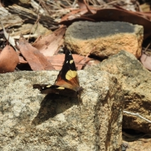 Vanessa itea at Mittagong, NSW - 21 Jan 2023