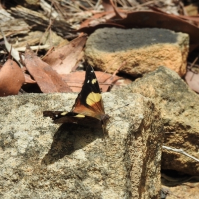 Vanessa itea (Yellow Admiral) at Mittagong - 21 Jan 2023 by GlossyGal