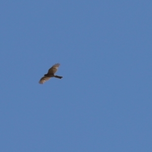 Tachyspiza cirrocephala at Kaleen, ACT - 21 Jan 2023