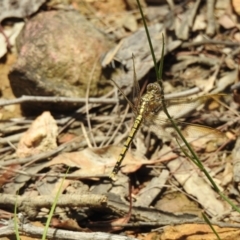 Orthetrum caledonicum (Blue Skimmer) at Mittagong, NSW - 21 Jan 2023 by GlossyGal