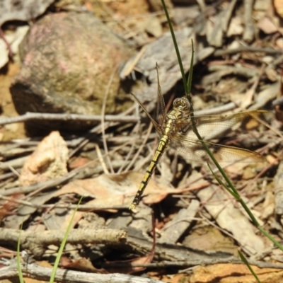 Orthetrum caledonicum (Blue Skimmer) at Wingecarribee Local Government Area - 21 Jan 2023 by GlossyGal