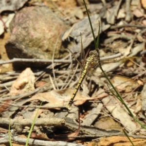 Orthetrum caledonicum at Mittagong, NSW - 21 Jan 2023