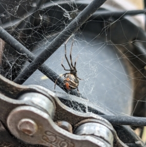 Latrodectus hasselti at Hackett, ACT - 22 Jan 2023 01:46 PM