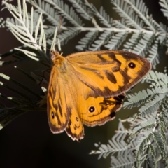 Heteronympha merope (Common Brown Butterfly) at Forde, ACT - 10 Jan 2023 by KorinneM