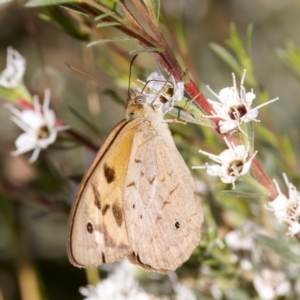 Heteronympha merope at Forde, ACT - 10 Jan 2023 06:28 PM