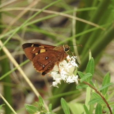 Trapezites symmomus (Splendid Ochre) at Mittagong - 21 Jan 2023 by GlossyGal