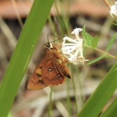 Trapezites symmomus at Mittagong, NSW - 21 Jan 2023