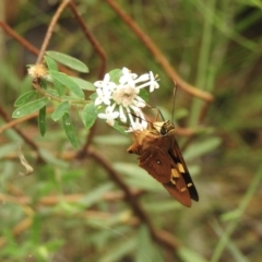 Trapezites symmomus at Mittagong, NSW - 21 Jan 2023