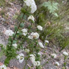 Platysace lanceolata (Shrubby Platysace) at Wingecarribee Local Government Area - 21 Jan 2023 by GlossyGal