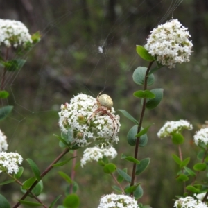 Platysace lanceolata at Mittagong, NSW - 21 Jan 2023 11:32 AM